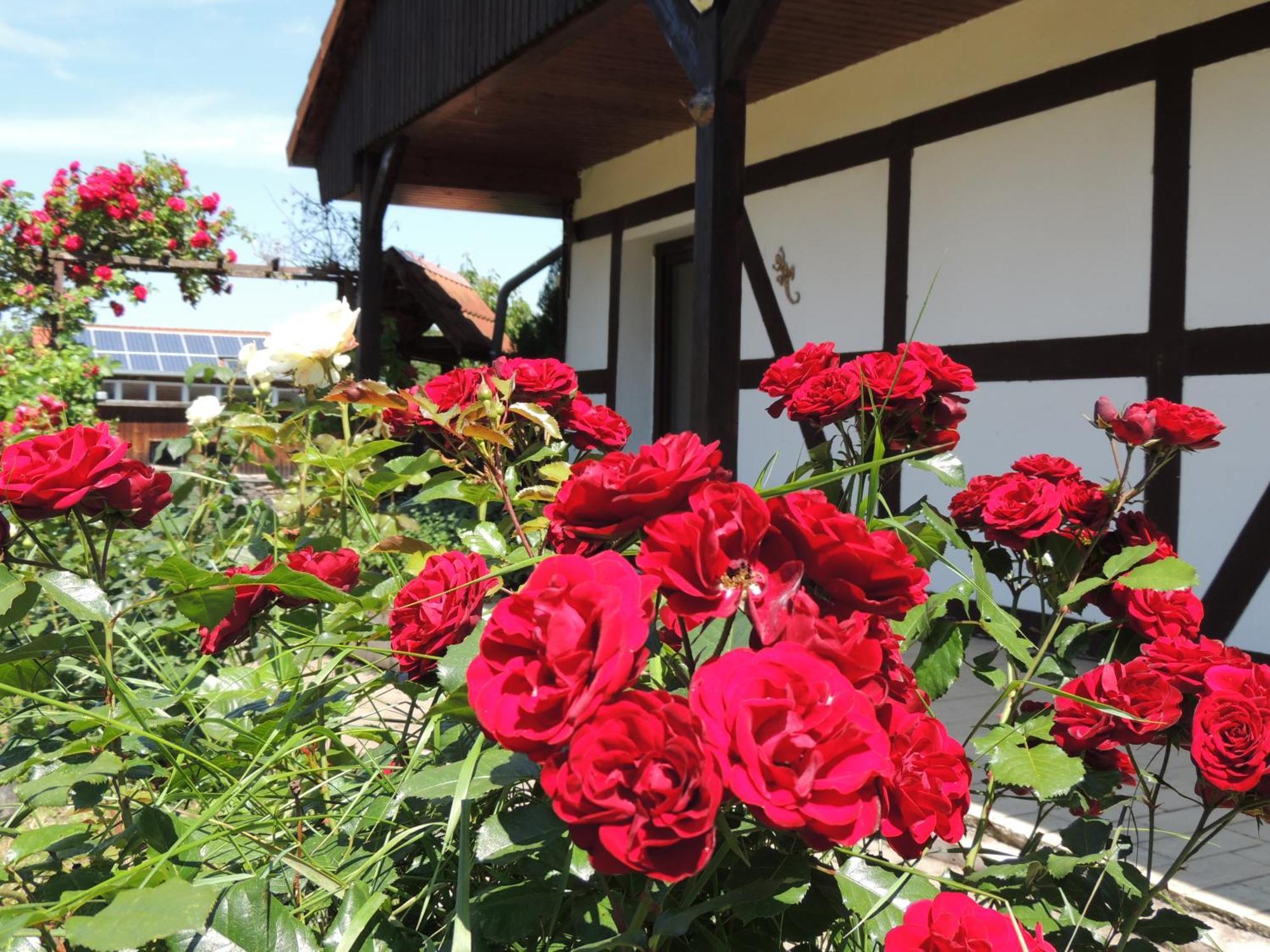 Ferienhaus Weinberg Wernigerode Bagian luar foto